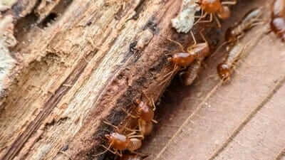 Como-eliminar-cupim-da-sua-casa (1)