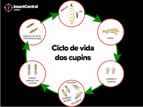 ciclo-de-vida-dos-cupins (1)