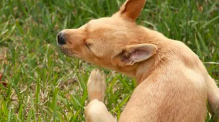 como eliminar pulgas do cão