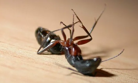 Remédio para matar formigas