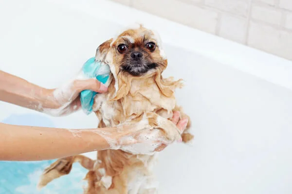 Analisamos-os-5-melhores-shampoos-anti-pulgas-e-carrapatos-e-te-falamos-os-melhores (1)