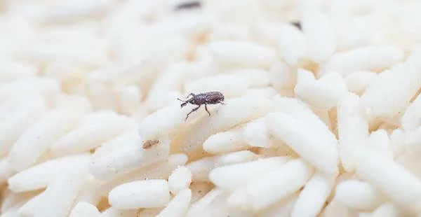 Dedetização caruncho