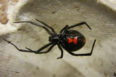 3-viuva-negra-latrodectus-spp