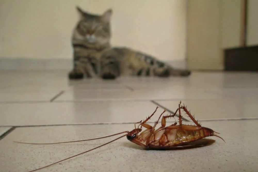 Barata transmite doenças