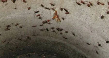 De onde vem as baratas