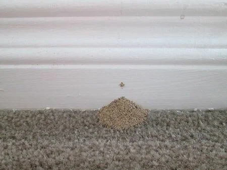 coco-de-cupim-de-madeira-seca-2-1