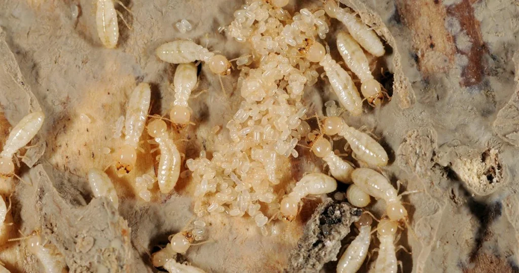 como-e-o-filhote-de-cupim