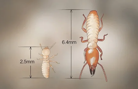 larvas-e-ninfas-de-cupins-1