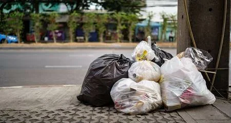 De onde vem as baratas