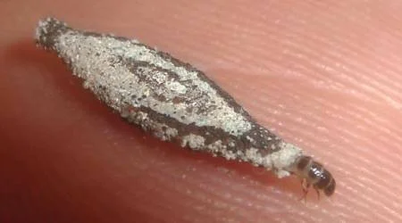 Dedetização de traças