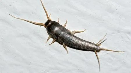 Dedetização de traças