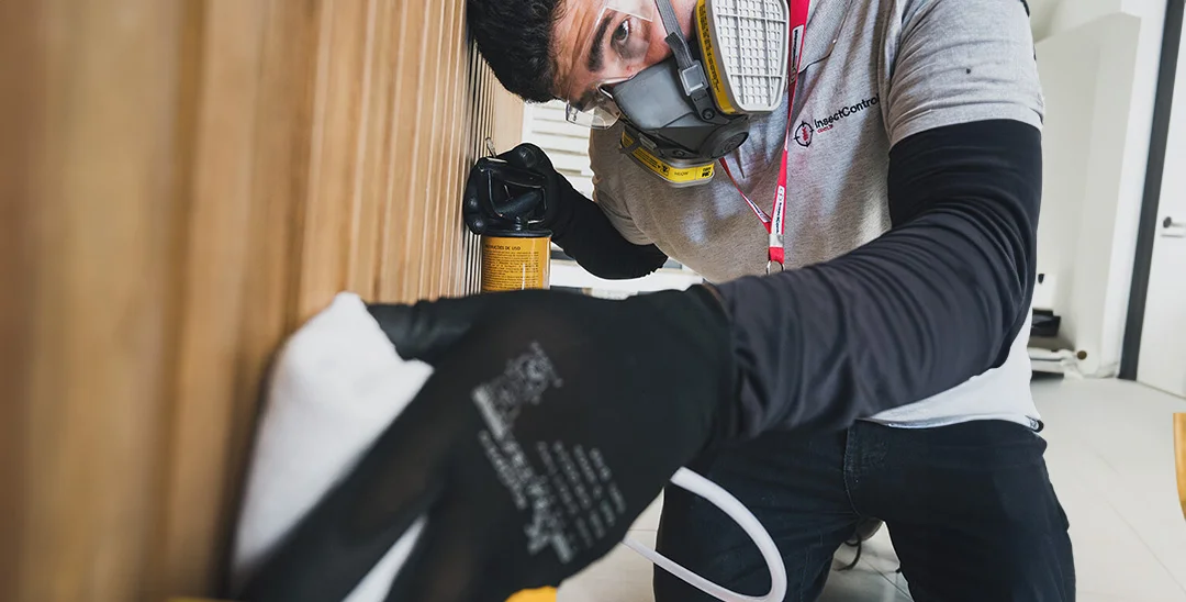 formigas povilhamento img 1 (1) 2