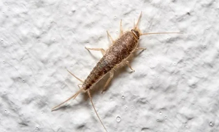 Traças são perigosas