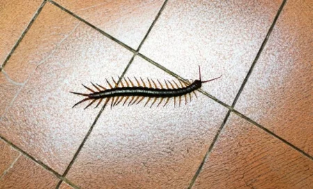 Infestação de Lacraias