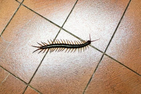 Infestação de Lacraias