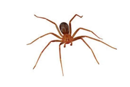 aranha marrom Aranha marrom