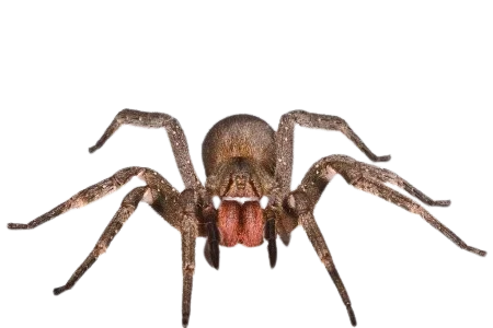 Armadeira__Phoneutria_sp._-removebg-preview Armadeira