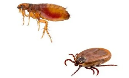 Diferença de carrapato e pulga