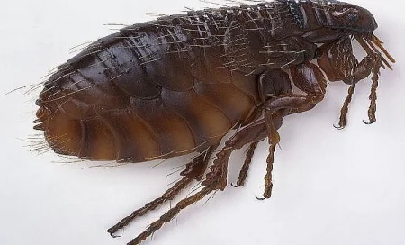 doenças transmitidas por pulgas