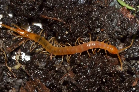 Lacraia de Jardim (Cryptops spp.)
