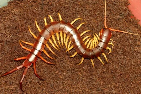 Lacraia Gigante (Scolopendra viridicornis)