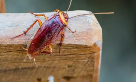 móveis antigos atraem baratas