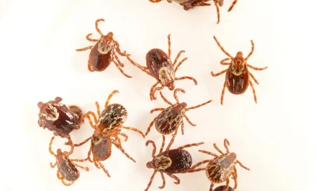 época dos carrapatos