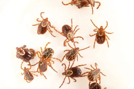 época dos carrapatos