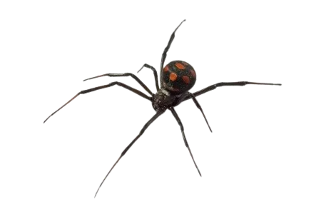Viúva-negra__Latrodectus_sp._-removebg-preview (1) Viúva-negra